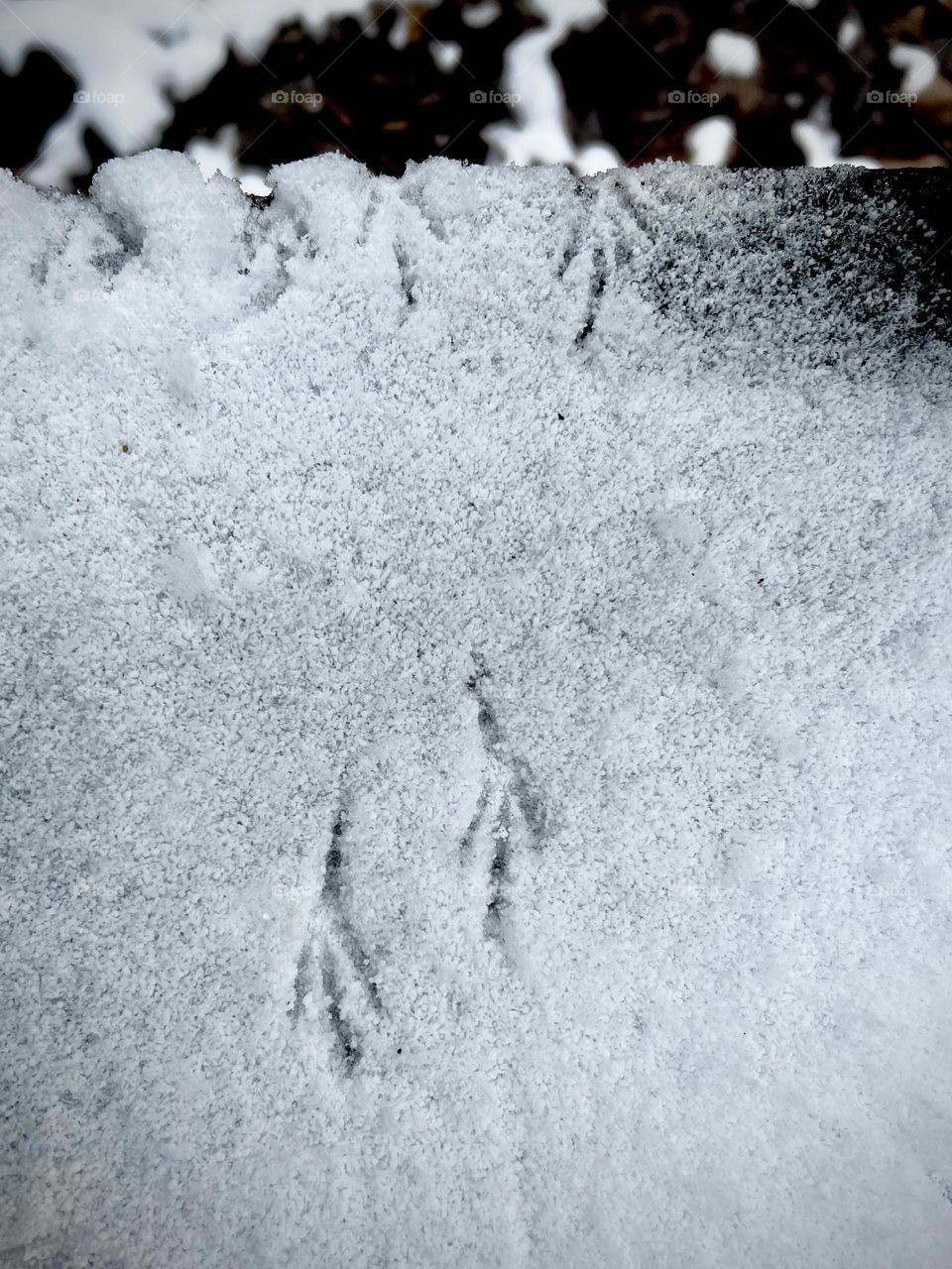 Tiny songbird footprints in the snow