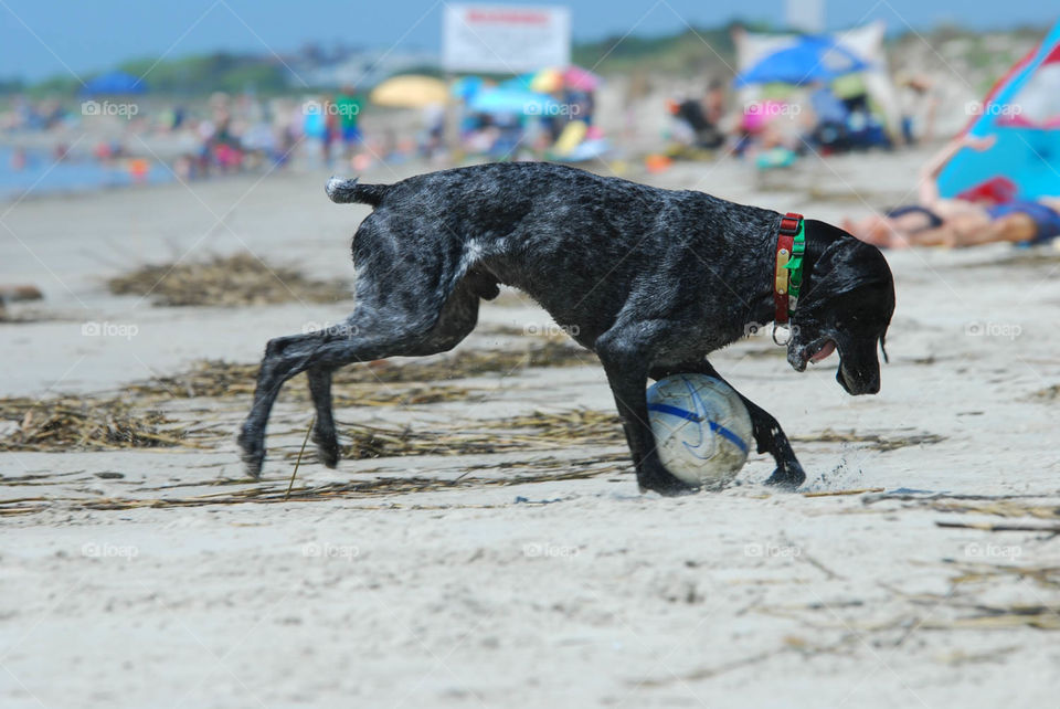 dog beach fun