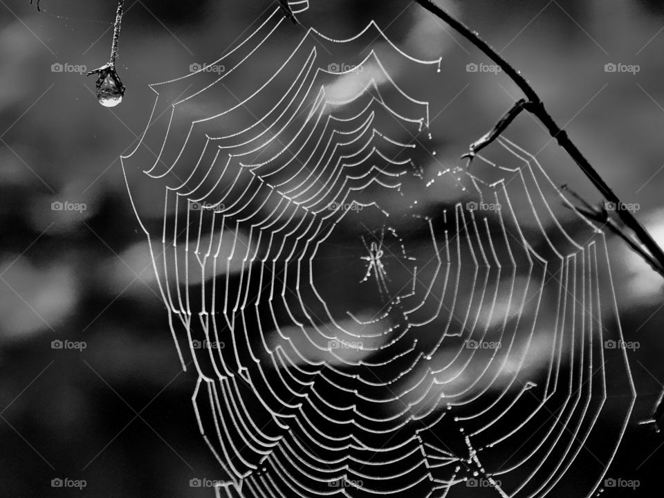 The cobweb in the forest