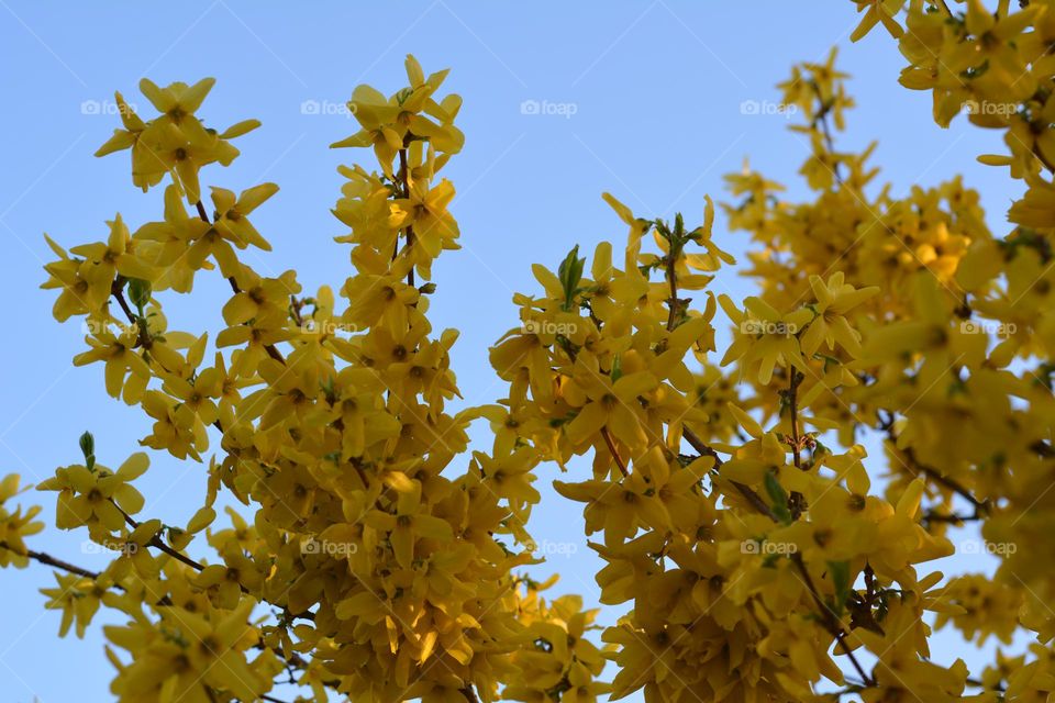 blooming branch tree yellow flowers spring nature