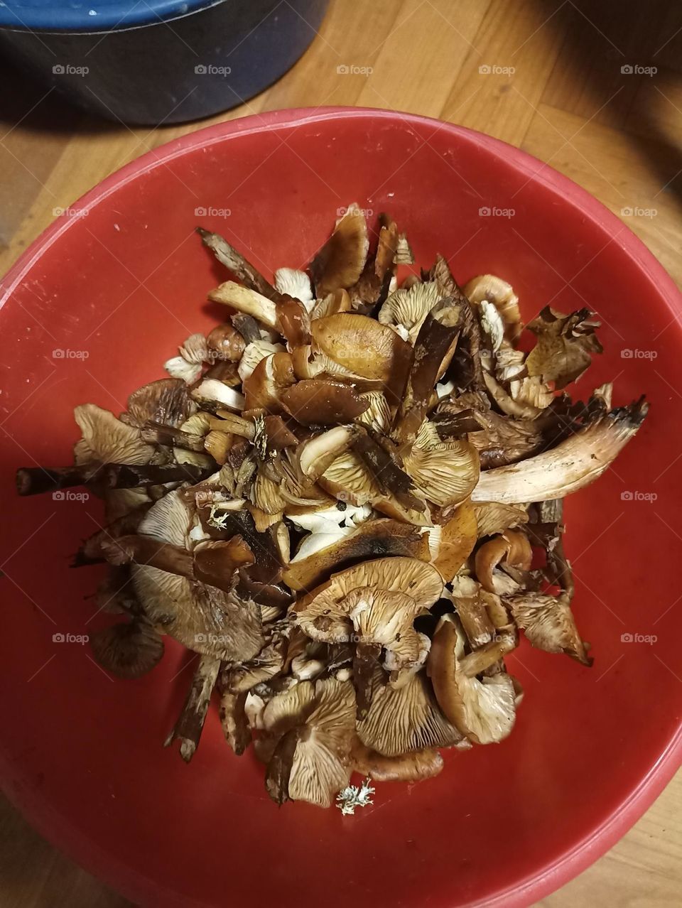 Mushrooms from the forest