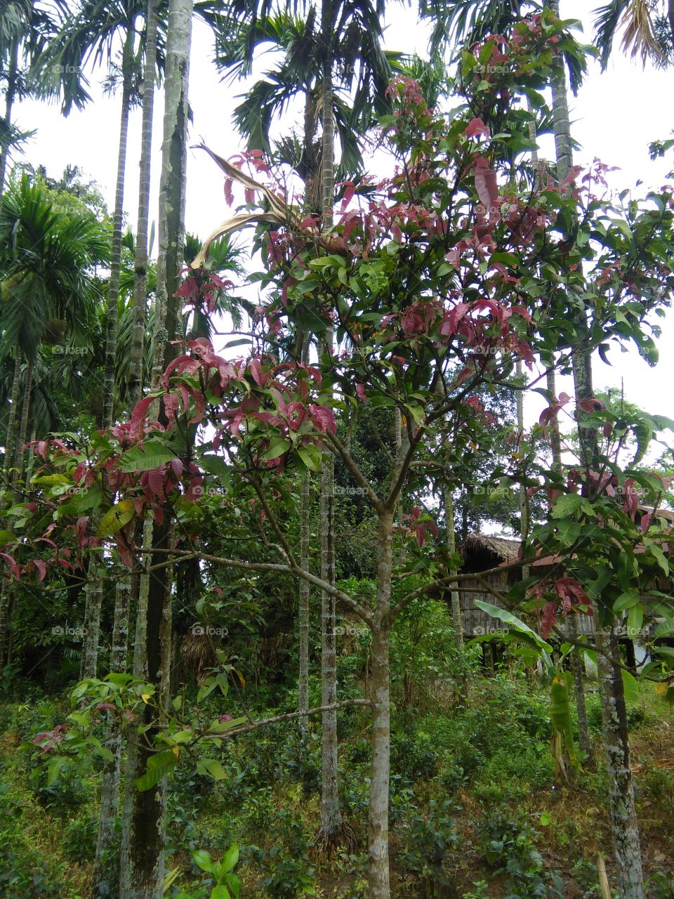 Mango tree leaf