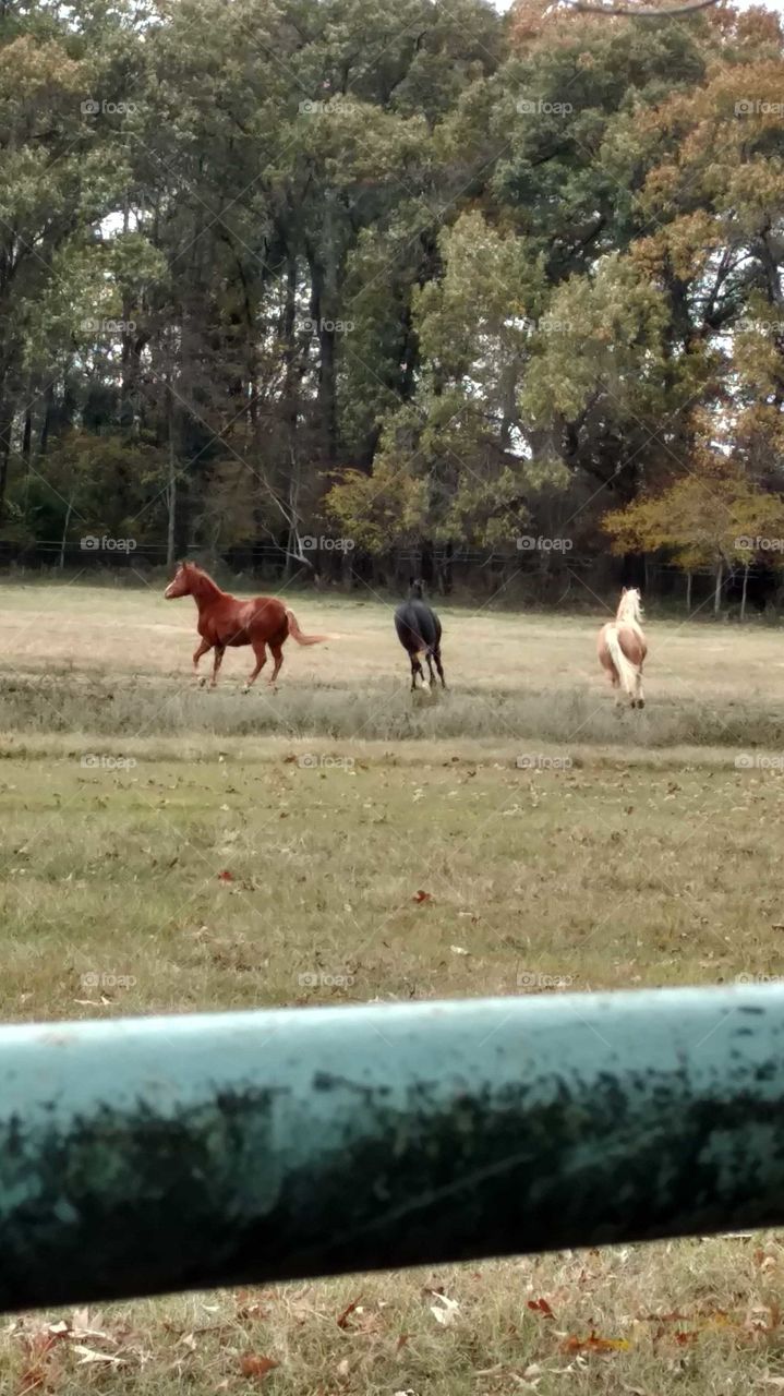 Horses Playing on the Ranch