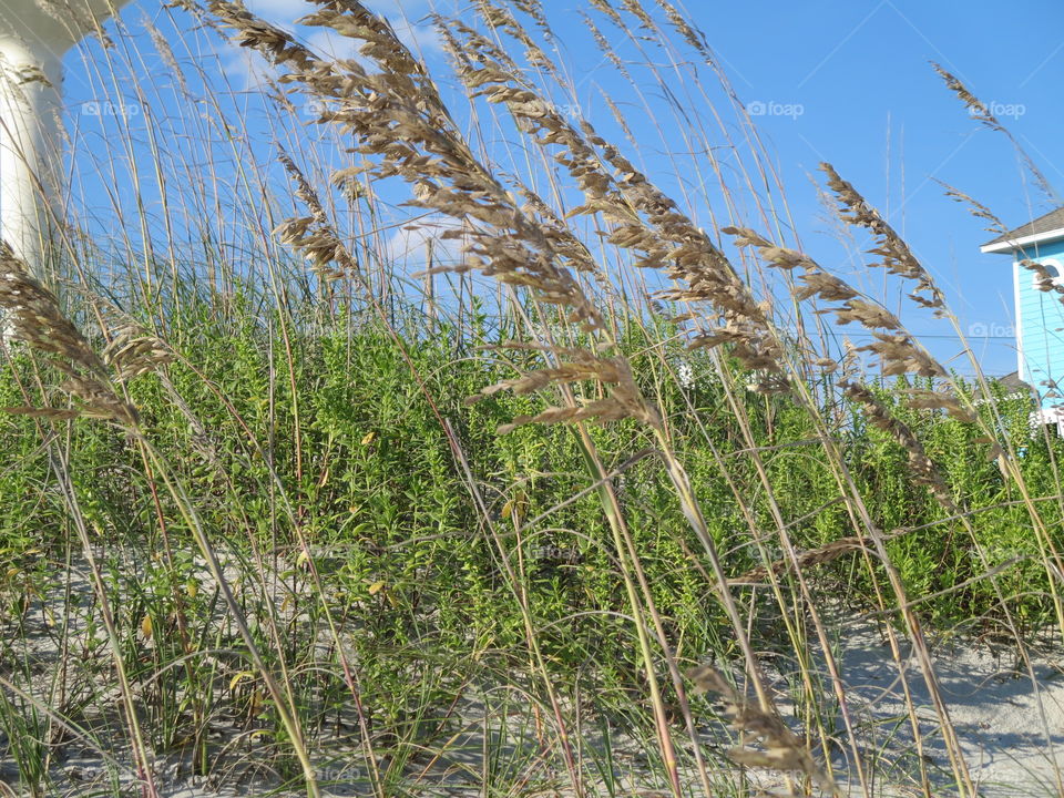 Field of Sea oats on Hatteras Island, North Carolina