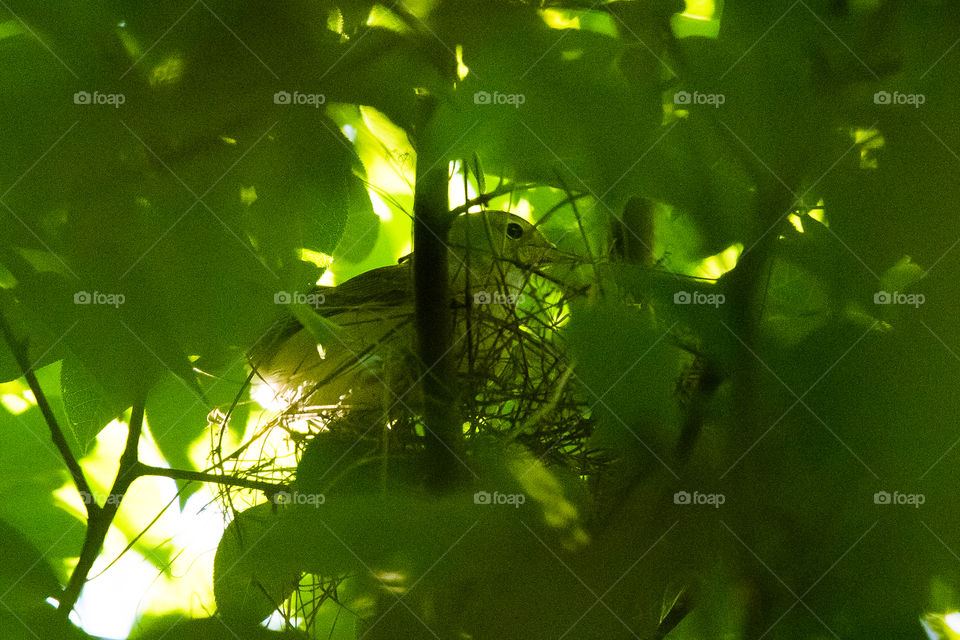 Leaf, Nature, No Person, Garden, Environment