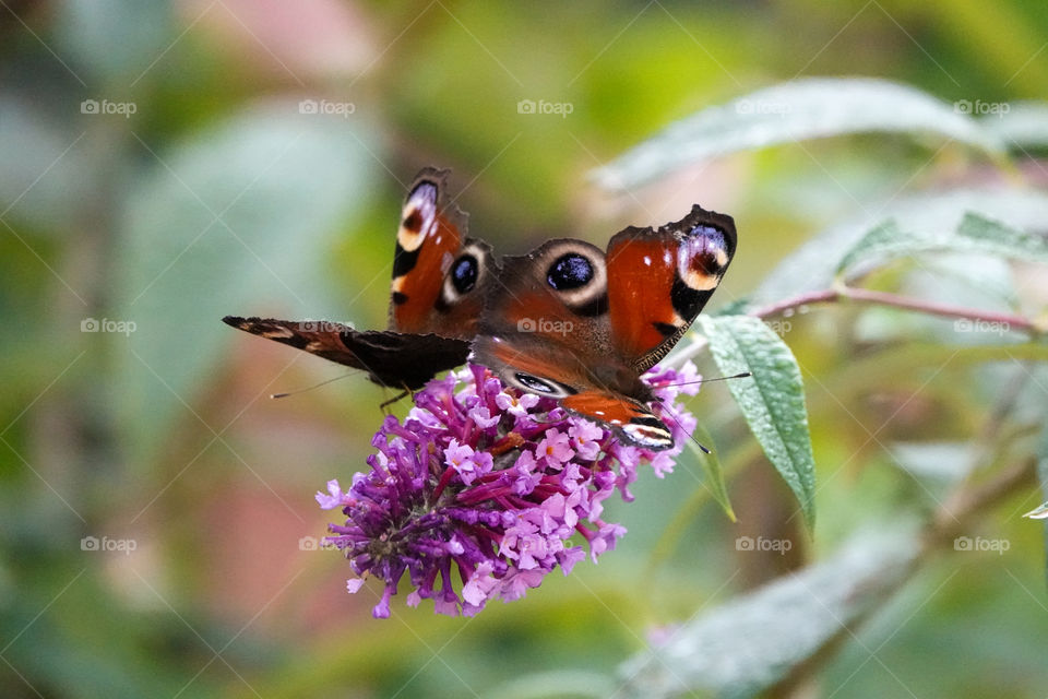 Two peacock butterfly turning their backs on each other on buttefly-bush.