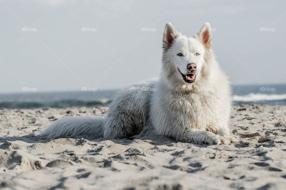 Husky