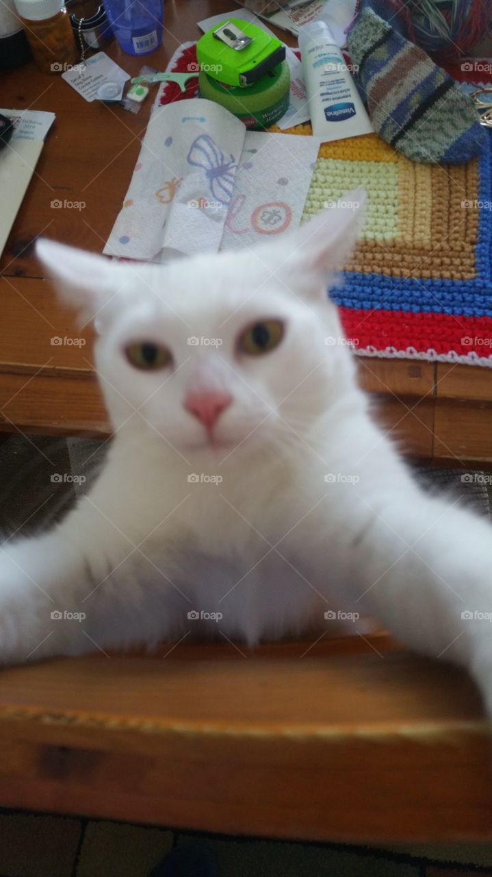 chair climbing  kitty