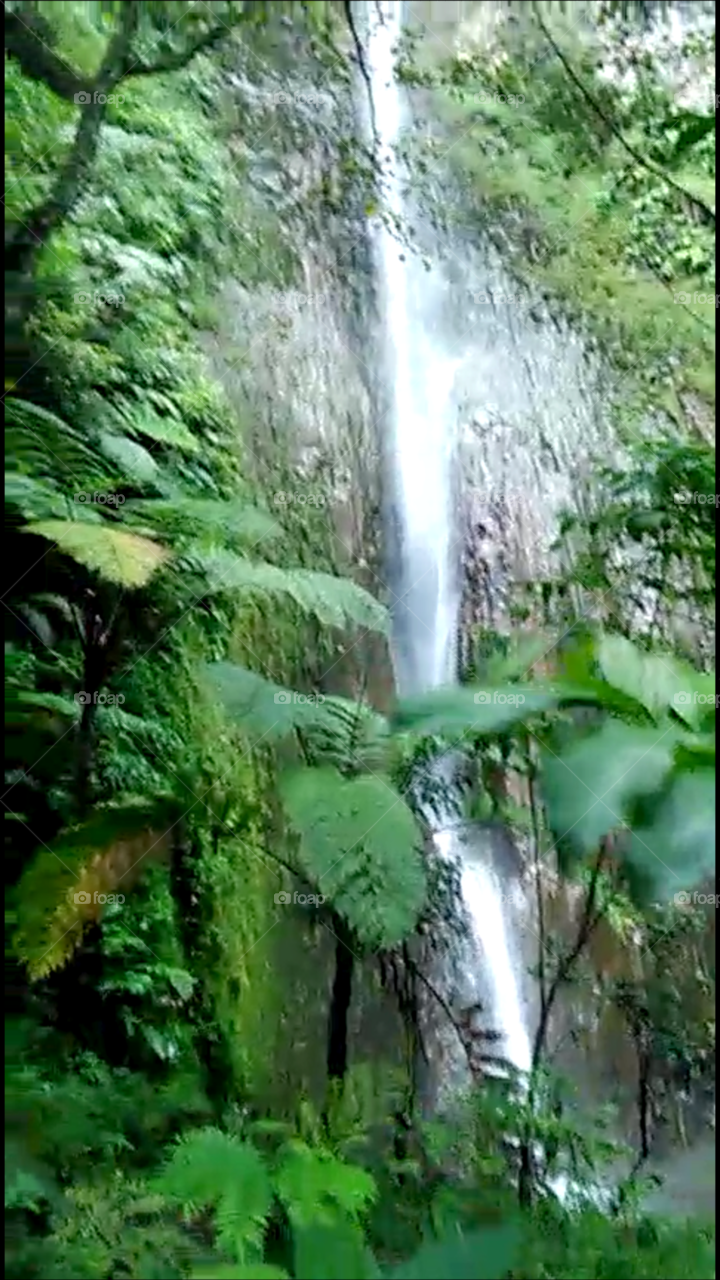 water fall at rain forest west java
