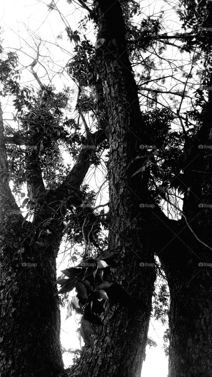 Tree Bark And Branches