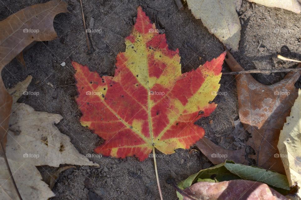 Red and yellow leaf on the forest floor 