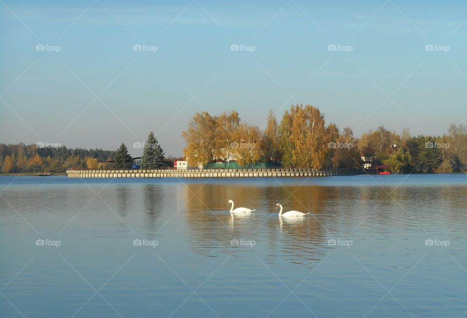 two swans lake view