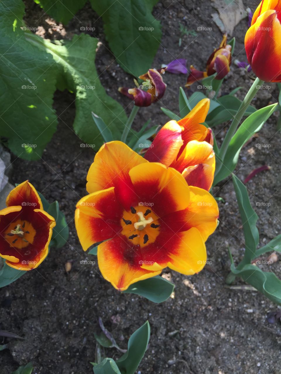 Elevated view of orange flower