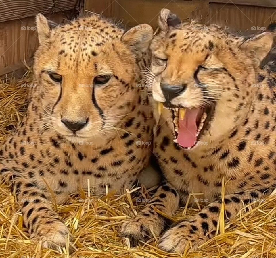 most beautiful and cute Leopard  in the park.