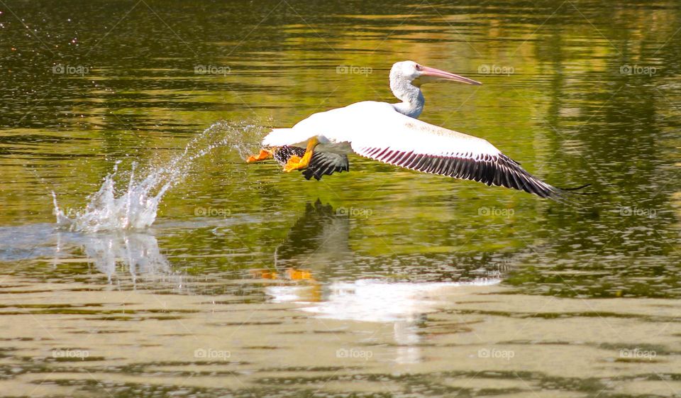 Pelican flying over the lake, splashing water behind them 