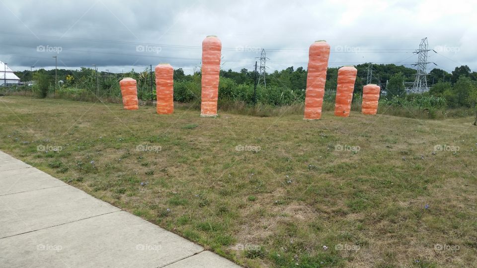 carrots giant sized