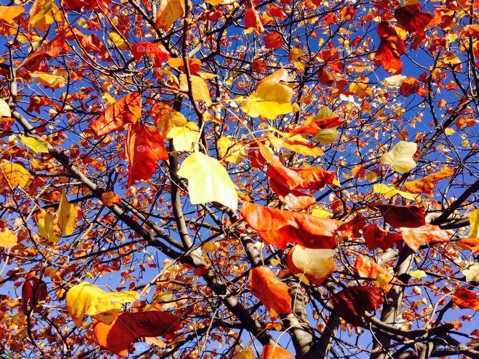 Blue sky and golden leaves