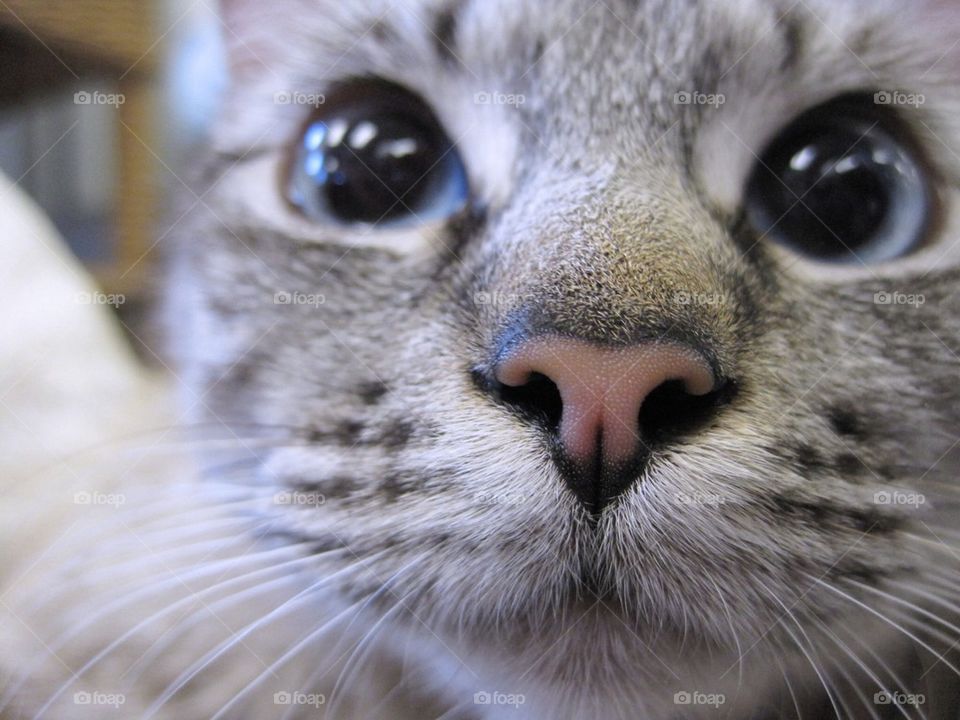 Nose of Cat