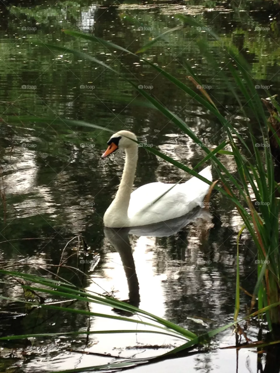 Swan
