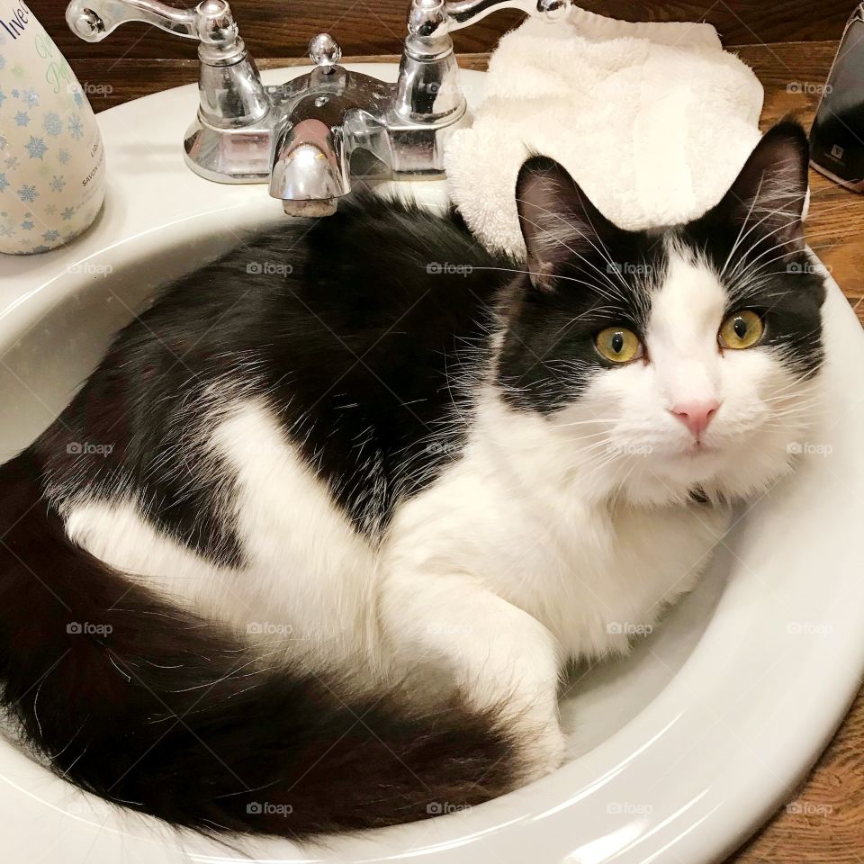 Wesley, my sister's cat, chillin in the sink.