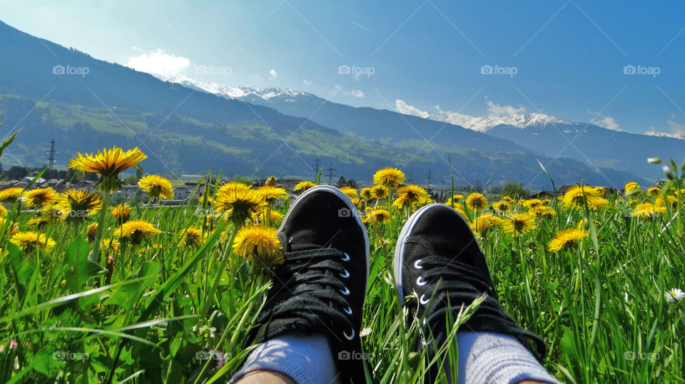 In Alpine dandelions