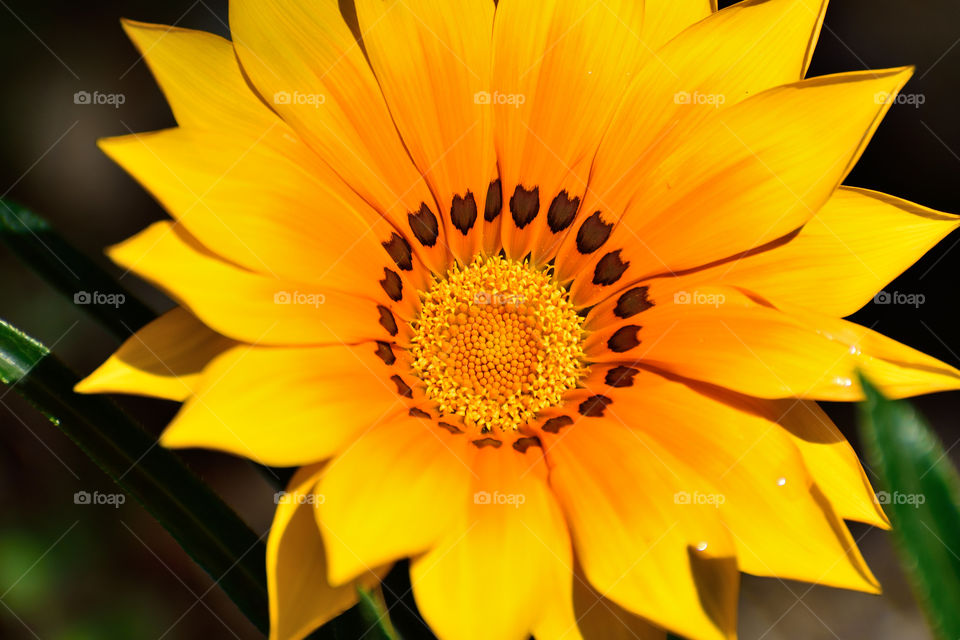 Yellow flower in the sun