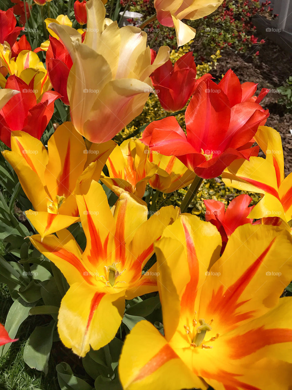 Tulips galore 