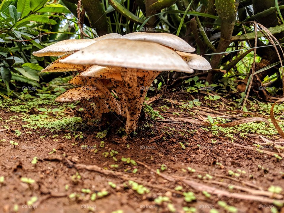 Nature, Wood, No Person, Mushroom, Fungus