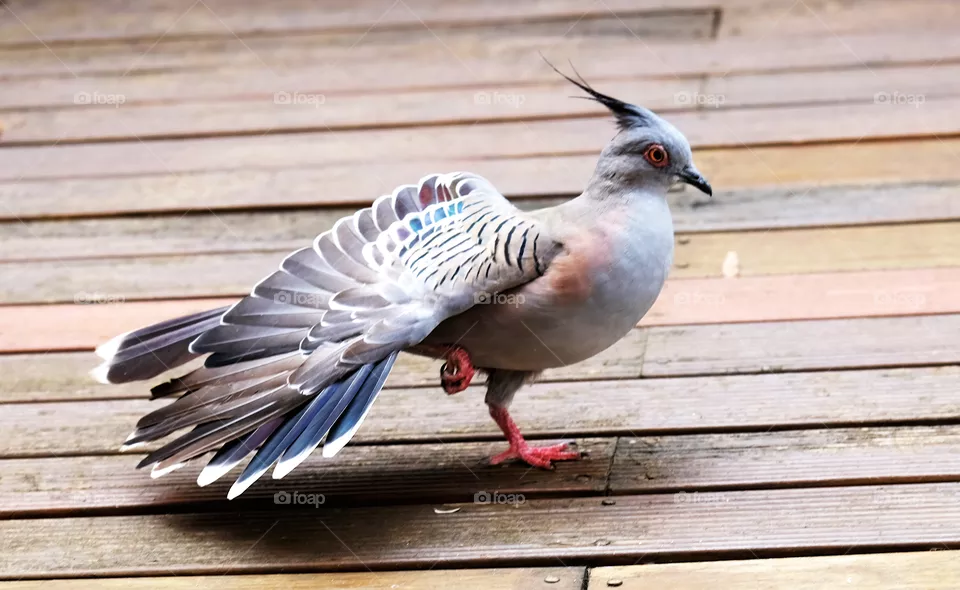 Crested pigeon