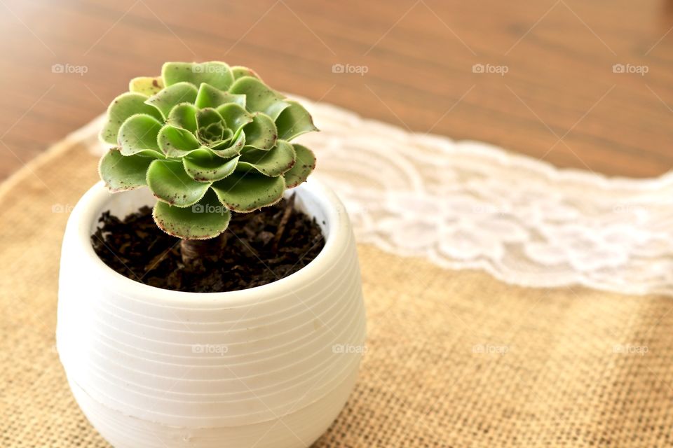 Succulent cactus plant in hand made white pottery pot on rustic burlap and lace cloth on wood table with copy or text space simplicity home decor 