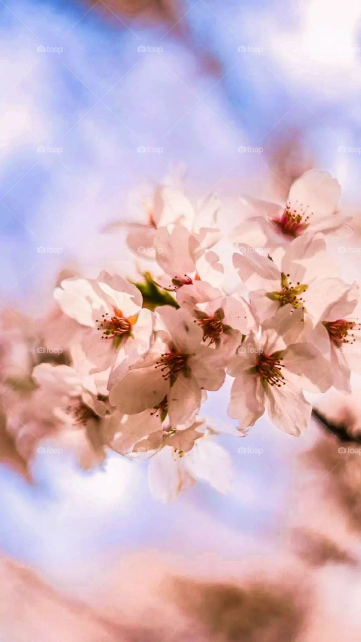 It's autumn FINALLY! I love taking photos in Japan, I love to go back seeing nature. Wish I will see it again.