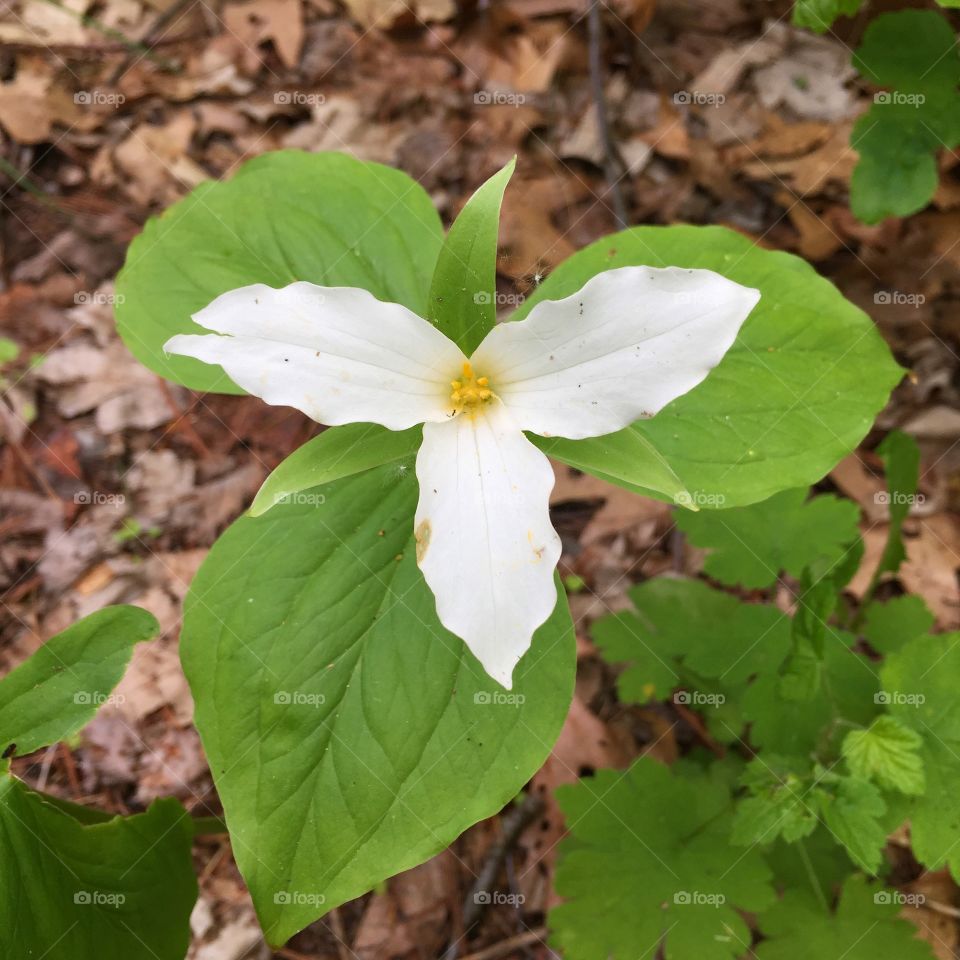 Trillium 