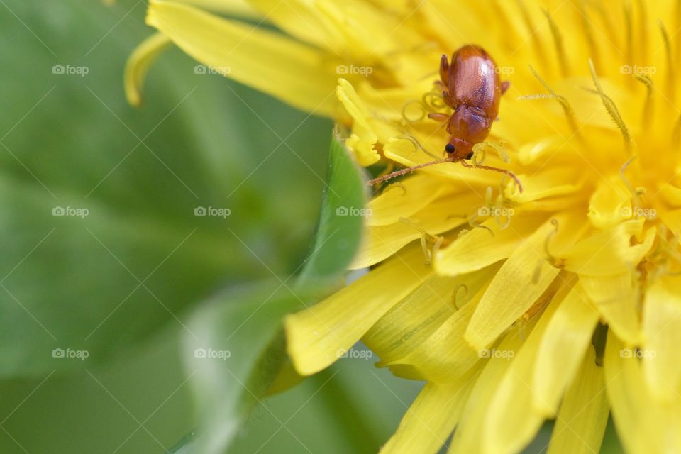 Insect On Flower / Close-Up