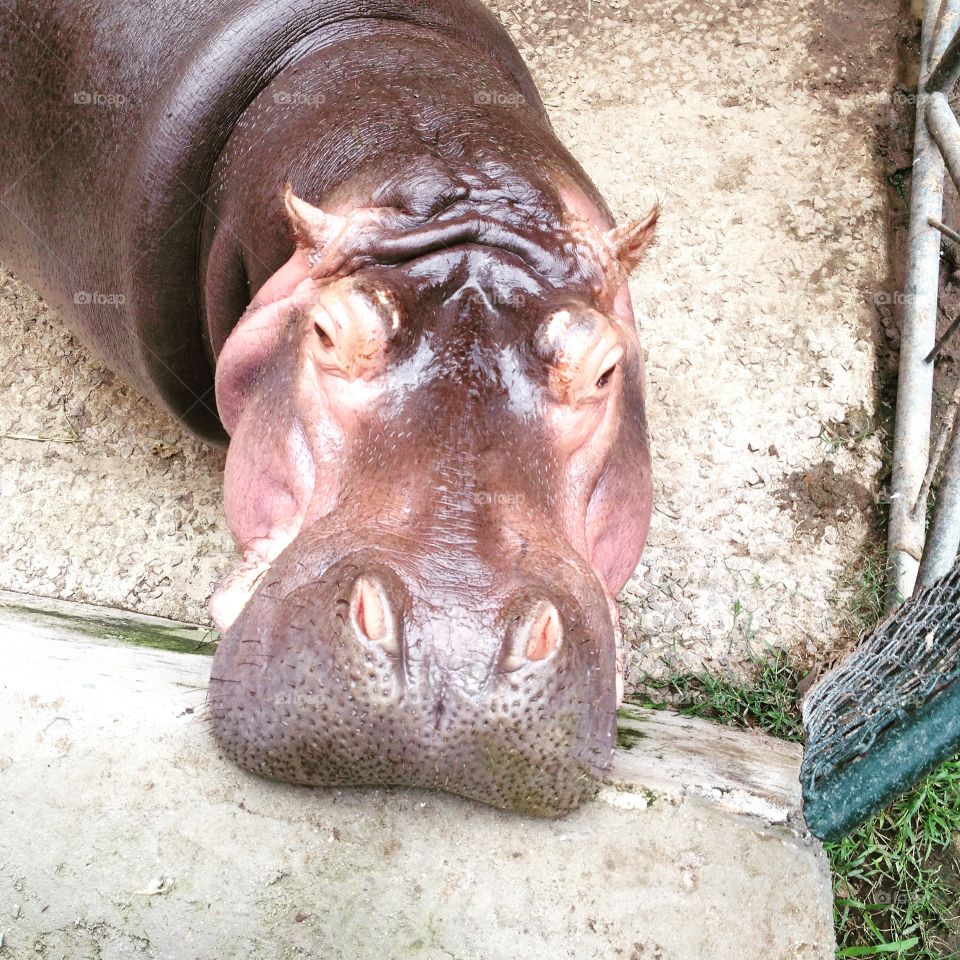 Hippopotamus 