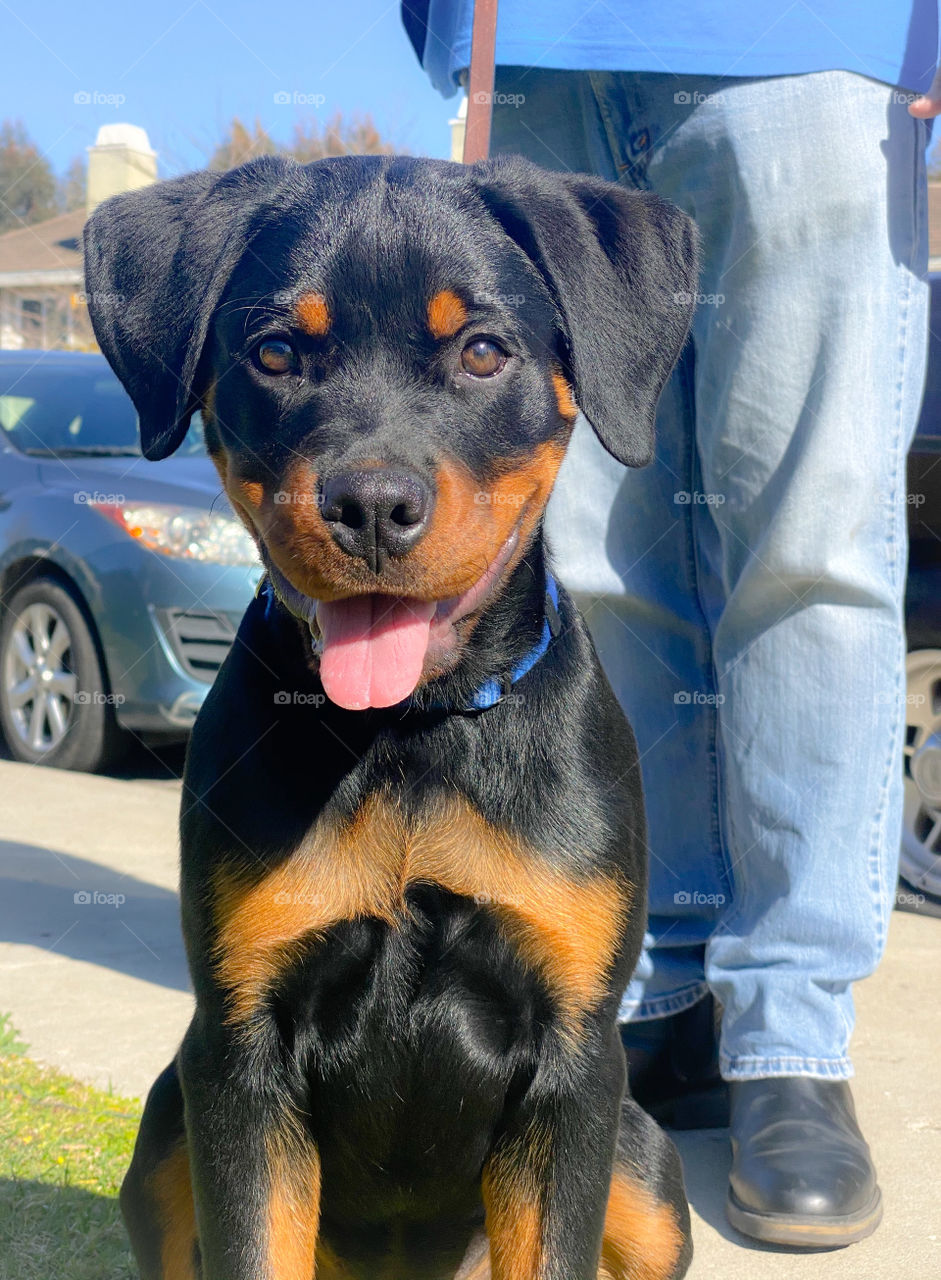 Puppy Rottweiler on leash in obedience training 