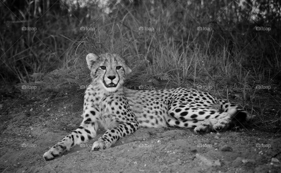 young male cheetah