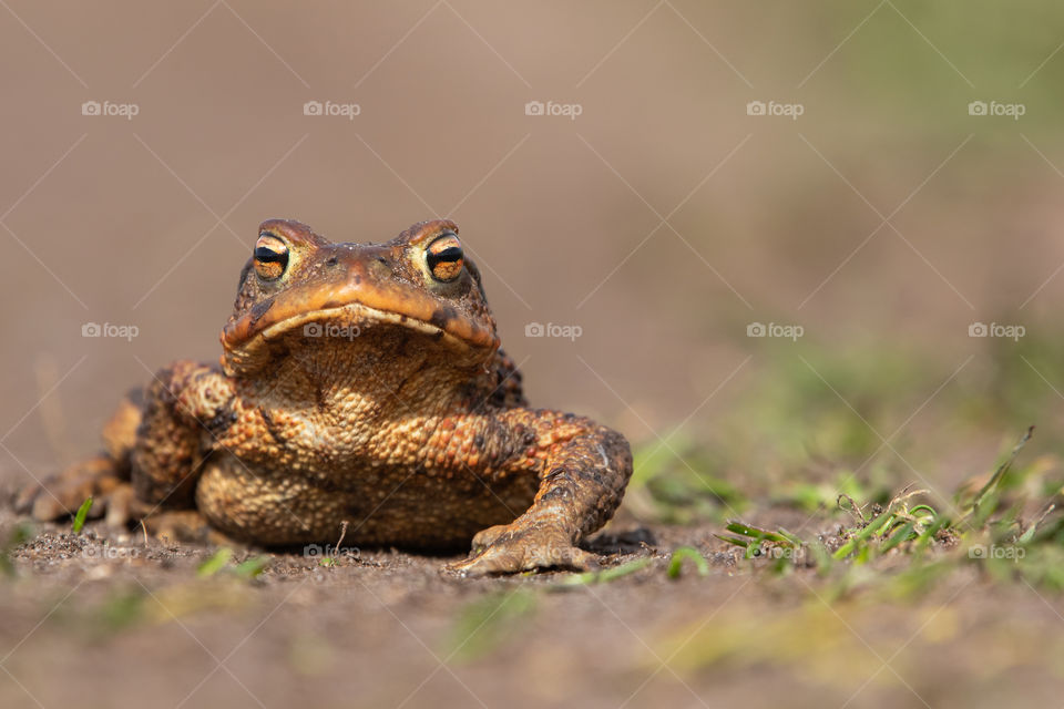 Common toad