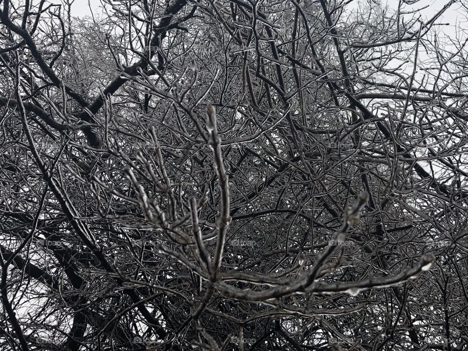 Icy branches 