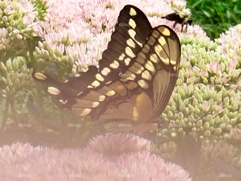 Soft view of a butterfly enjoying the flowers in our yard