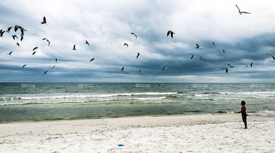 little boy feeding the seagulls at the beach.