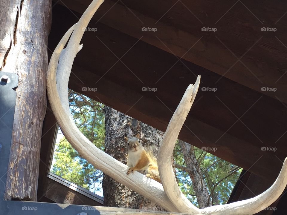 Squirrel on Elk Antler. A cute squirrel sitting on an old elk antler