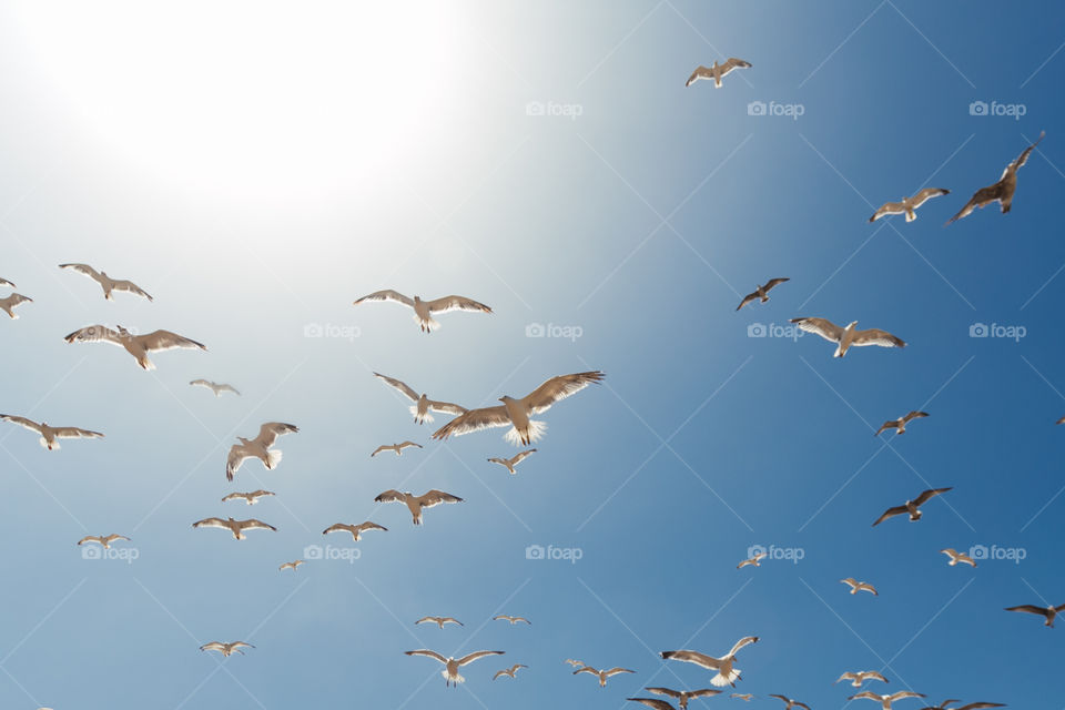 Fly birds