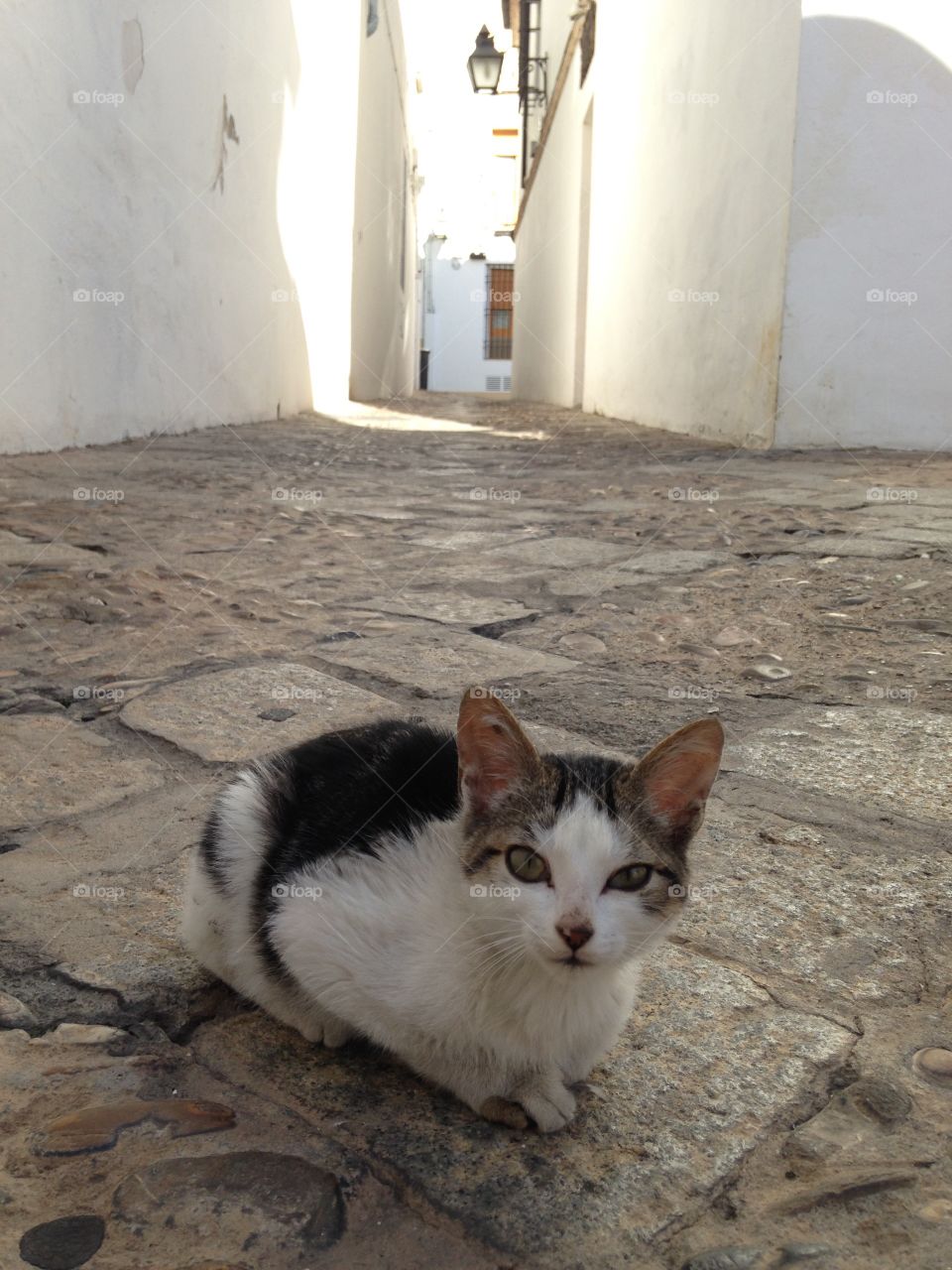 No Person, Cat, Portrait, Outdoors, Mammal