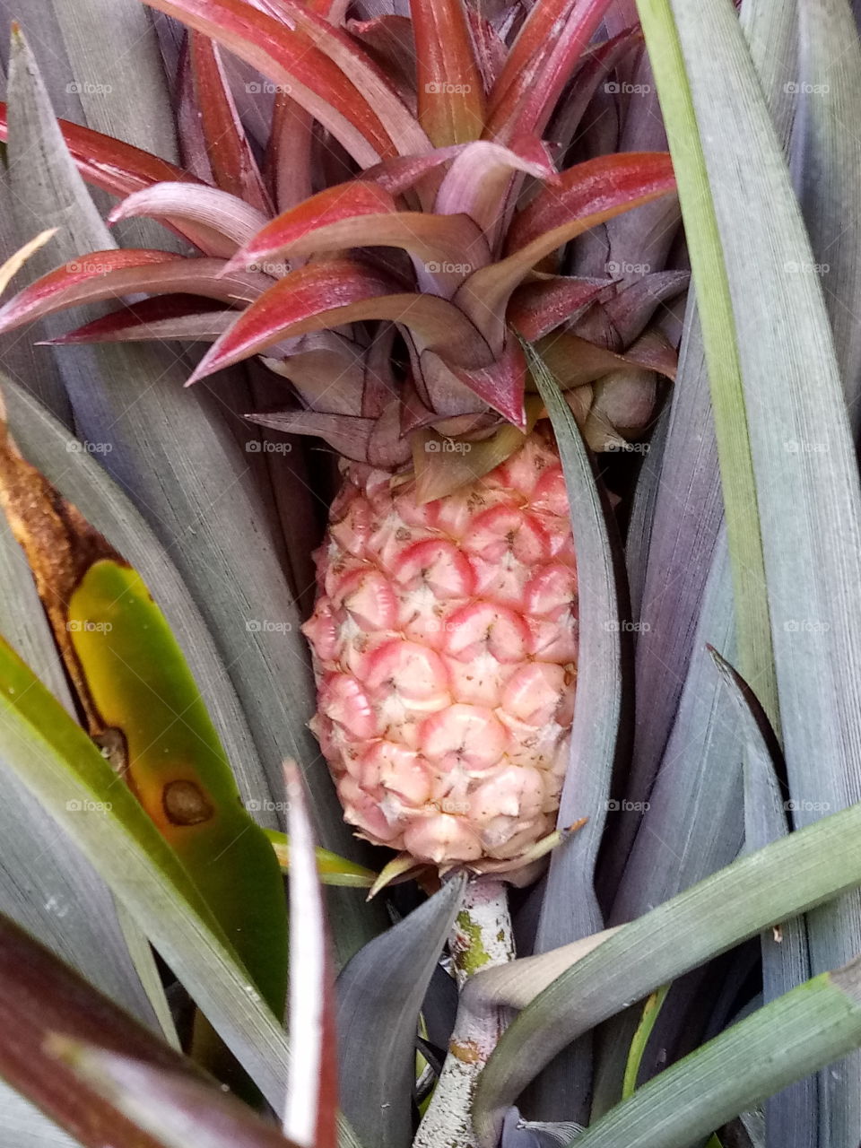 a cute tropical pink pineapple