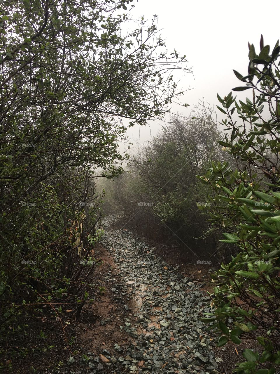 Foggy mountain path