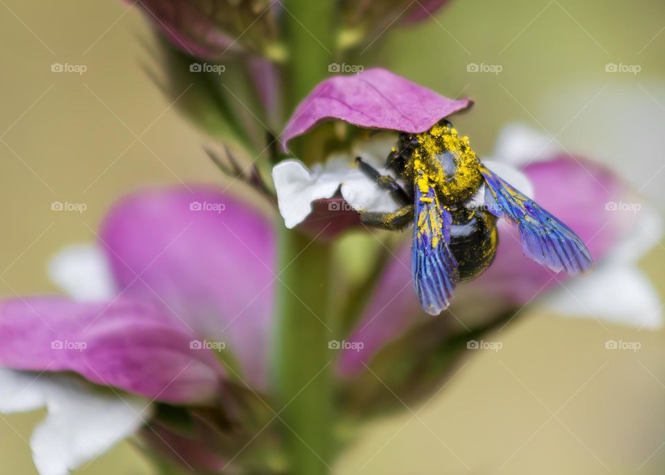 Violet carpenter bee on Bear’s Breeches flowers, dusty with golden pollen.