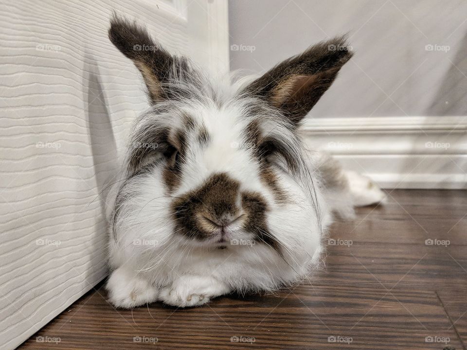 bunny looking into the camera while hanging out in his favourite spot
