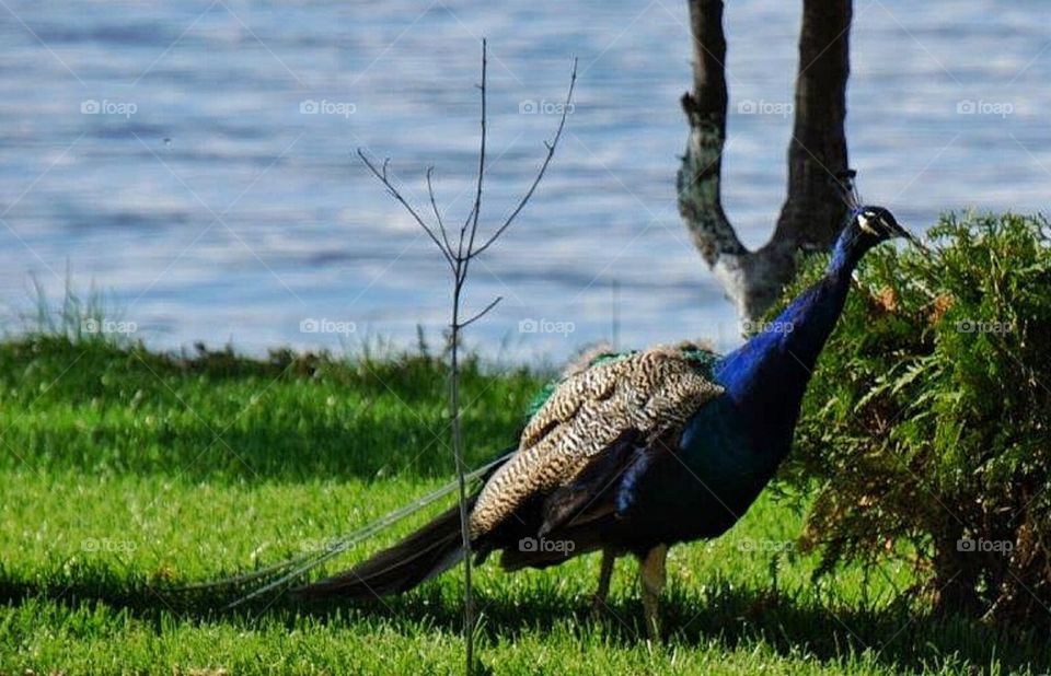 Peacock on a stroll