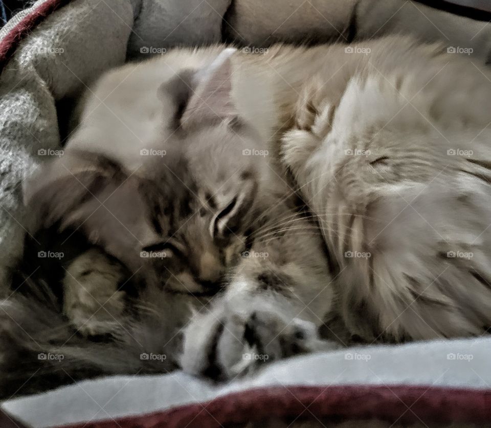 sleeping siamese kitten