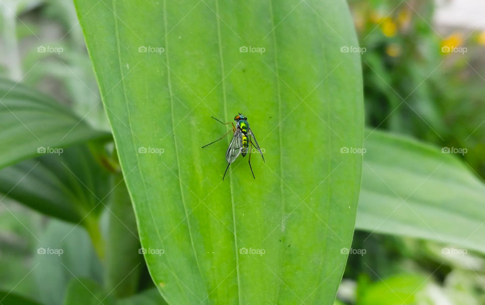 Iridescent long-legged fly